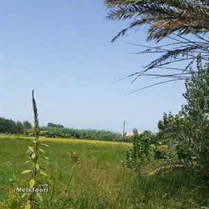 فروش زمین با کاربری کشاورزی داخل طرح هادی مناسب برای ساخت و ساز و سرمایه گذاری در خطه ساحلی استان گیلان با قیمت مناسب برای فروش