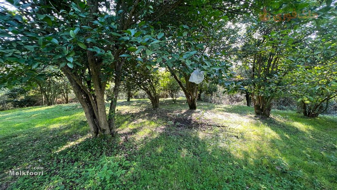 خرید زمین  جنگلی در گیلان فومن با کاربری مسکونی متراژ زمین 3704 متر قیمت ملک 10 میلیارد تومان