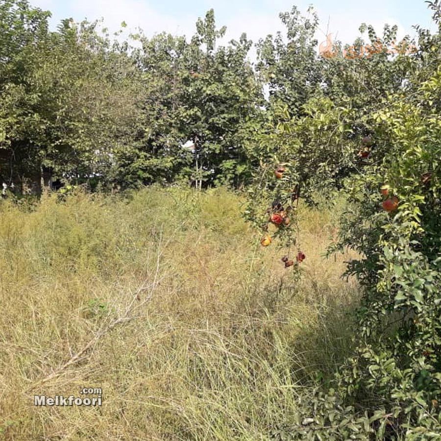 خرید زمین  ساحلی در گیلان با کاربری مزرعه متراژ زمین 226 متر فروش نقدی قیمت کل 290 میلیون تومان