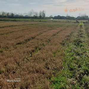 خرید زمین  در گیلان خشکبیجار با کاربری مزرعه متراژ زمین 1000 متر قیمت ملک 300 میلیون تومان