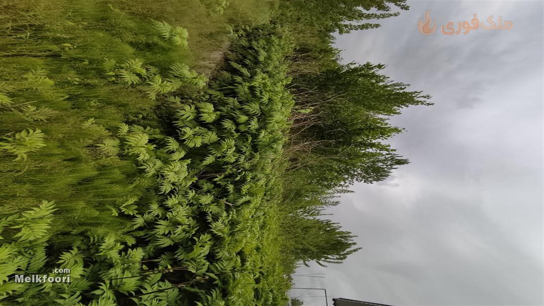 خرید زمین  در گیلان خشکبیجار با کاربری باغ متراژ زمین 215 متر قیمت ملک 1 میلیارد تومان